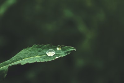 水绿叶上的露珠
